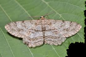 Attēlu rezultāti vaicājumam “Hypomecis punctinalis”