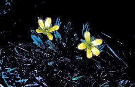 Attēlu rezultāti vaicājumam “Ranunculus elatior”