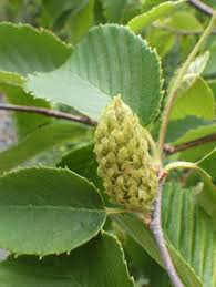 Attēlu rezultāti vaicājumam “Betula alleghaniensis fruit”