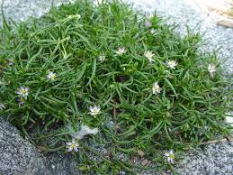 Attēlu rezultāti vaicājumam “Spergularia marina bud”