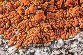 Attēlu rezultāti vaicājumam “Caloplaca saxicola”