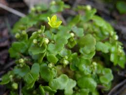 Attēlu rezultāti vaicājumam “Saxifraga cymbalaria”