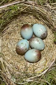 Attēlu rezultāti vaicājumam “Turdus viscivorus nest”