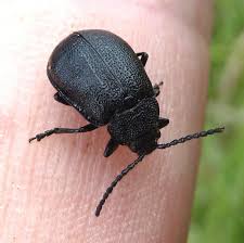 Attēlu rezultāti vaicājumam “Galeruca tanaceti”