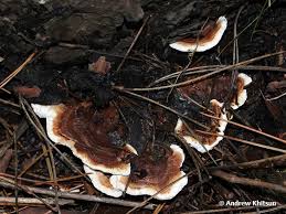 Attēlu rezultāti vaicājumam “Heterobasidion annosum”