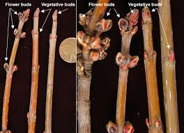 Attēlu rezultāti vaicājumam “Acer saccharinum bud”