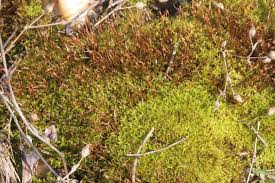 Attēlu rezultāti vaicājumam “Barbula unguiculata macro”