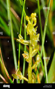 Attēlu rezultāti vaicājumam “Hammarbya paludosa fruit”