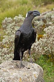 Attēlu rezultāti vaicājumam “Corvus corax adult”