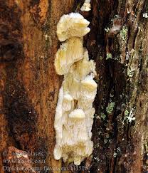 Attēlu rezultāti vaicājumam “Diplomitoporus flavescens”