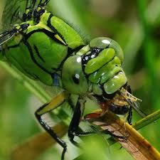 Attēlu rezultāti vaicājumam “Ophiogomphus cecilia”