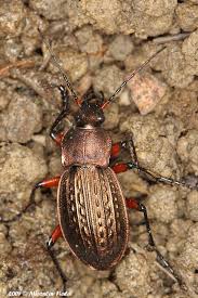 Attēlu rezultāti vaicājumam “Carabus cancellatus”