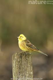 Attēlu rezultāti vaicājumam “Emberiza citrinella male”