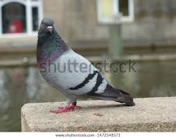 Attēlu rezultāti vaicājumam “Columba livia f. domestica adult”