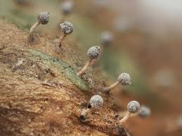 Attēlu rezultāti vaicājumam “Didymium xanthopus stalked”