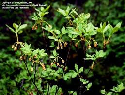 Attēlu rezultāti vaicājumam “Menziesia ferruginea”