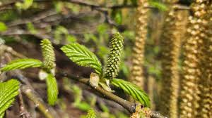 Attēlu rezultāti vaicājumam “Betula humilis female flower”
