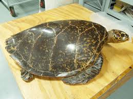 Image result for Eretmochelys imbricata