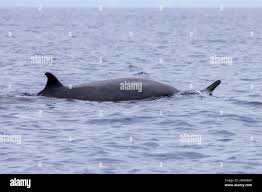 Image result for Mesoplodon bidens