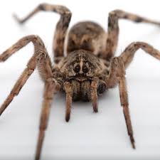 Image result for spider