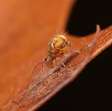 Attēlu rezultāti vaicājumam “Symphypleona”