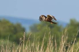 Image result for Barnsley Harriers