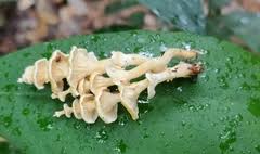 Attēlu rezultāti vaicājumam “Neocudoniella albiceps”