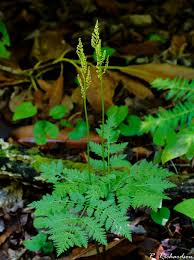 Attēlu rezultāti vaicājumam “Botrychium virginianum”