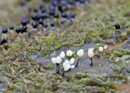 Attēlu rezultāti vaicājumam “Comatricha nigra young”