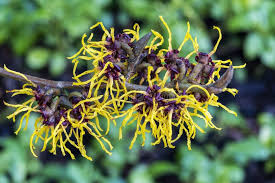 Attēlu rezultāti vaicājumam “Hamamelis mollis flower”