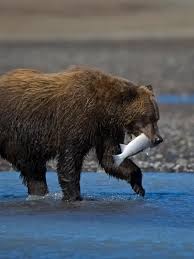 Image result for brown bear