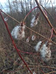 Attēlu rezultāti vaicājumam “Salix pentandra fruit”