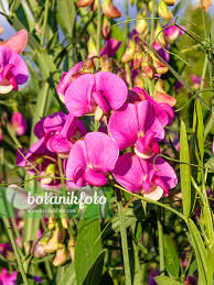 Attēlu rezultāti vaicājumam “Lathyrus laevigatus”