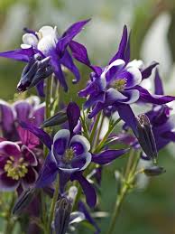 Image result for Aquilegia vulgaris