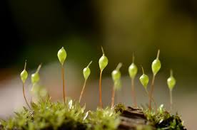 Attēlu rezultāti vaicājumam “Physcomitrium pyriforme”