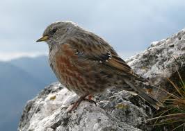 Image result for Prunella collaris