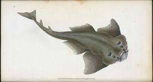 Image result for Squatina dumeril