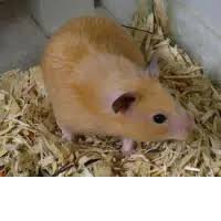 Image result for хомек