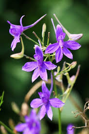 Image result for Consolida regalis