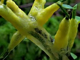 Attēlu rezultāti vaicājumam “Badhamia lilacina var. megaspora”