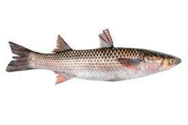 Image result for Mugil liza