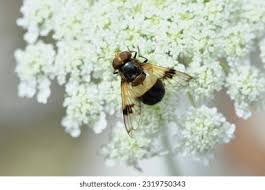 Attēlu rezultāti vaicājumam “Volucella pellucens”