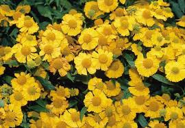 Image result for Hypericum perforatum