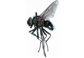 Attēlu rezultāti vaicājumam “Muscidae”