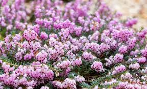 Attēlu rezultāti vaicājumam “Erica x darleyensis flower”