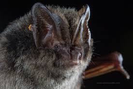 Attēlu rezultāti vaicājumam “Barbastella barbastellus”