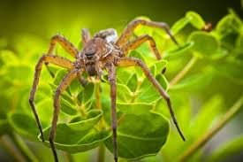 Attēlu rezultāti vaicājumam “Dolomedes fimbriatus”