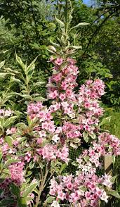 Attēlu rezultāti vaicājumam “Weigela praecox”