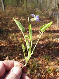 Attēlu rezultāti vaicājumam “Viola collina flower”