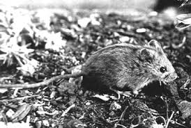 Attēlu rezultāti vaicājumam “Sicista betulina”